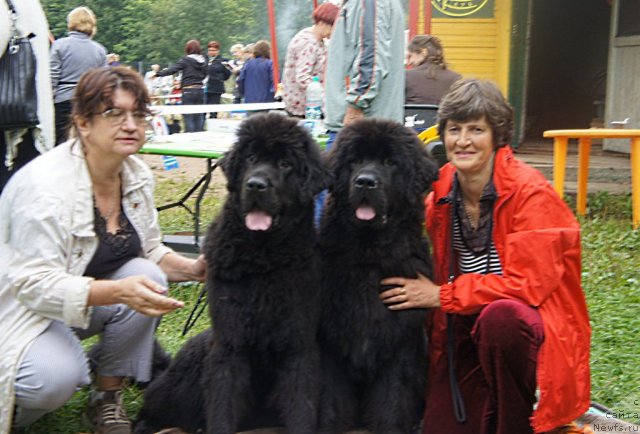 Фото: Наталия Колчина, ньюфаундленд Смигар Грейт Саксэс, ньюфаундленд Смигар Гордон-Феллоу (Smigar Gordon Fellow), Наталия Михайлова