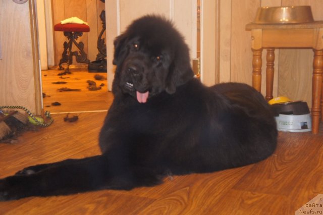 Фото: ньюфаундленд Смигар Грейт Саксэс