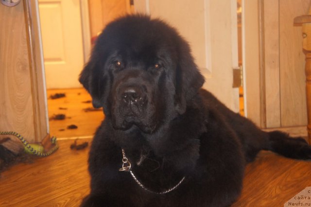 Фото: ньюфаундленд Смигар Грейт Саксэс