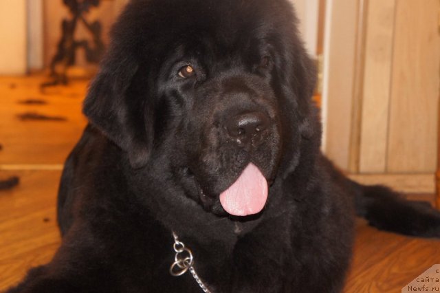 Фотография № 75395