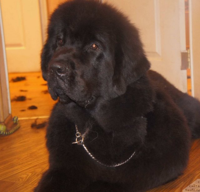 Фото: ньюфаундленд Смигар Грейт Саксэс