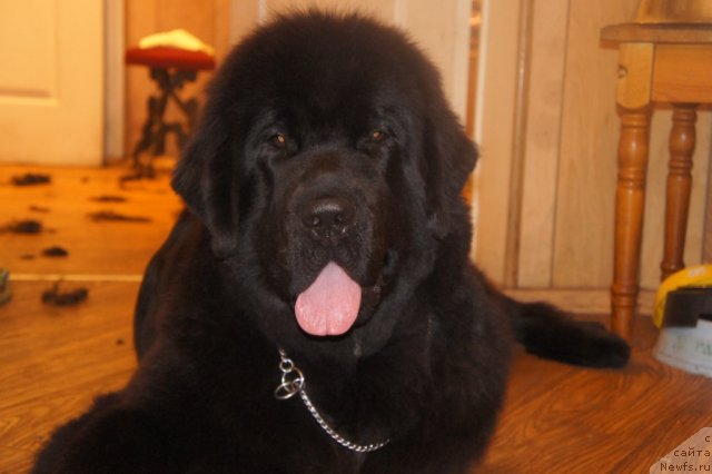 Фото: ньюфаундленд Смигар Грейт Саксэс