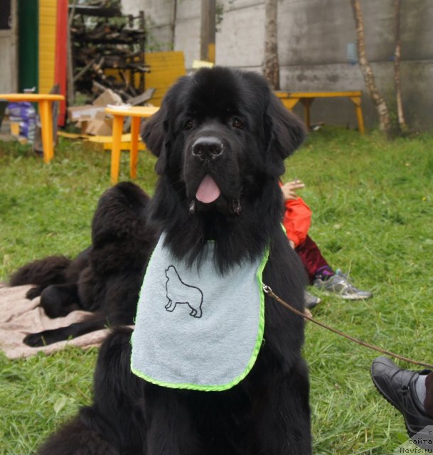 Фото: ньюфаундленд Акватория Келвин Кадриль (Aquatoriya Kelvin Kadril)