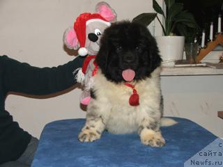 Фото: ньюфаундленд Плюшевая Панда Леди Гамильтон