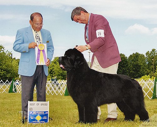 Фото: ньюфаундленд Pouch Cove's Dark Horse