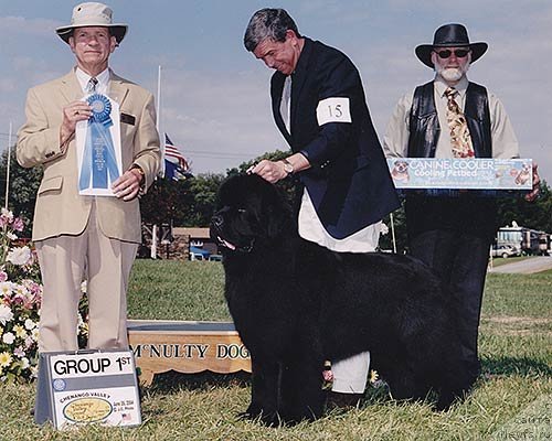 Фото: ньюфаундленд Pouch Cove's Dark Horse