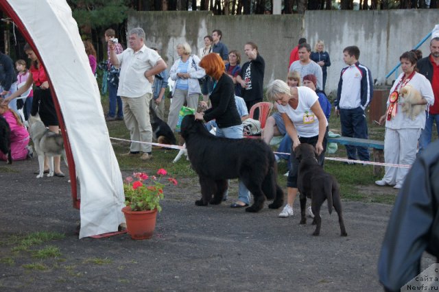 Фото: ньюфаундленд Акватория Келвин Оут оф зе Блю (Aquatoriya Kelvin Out of The Blue)