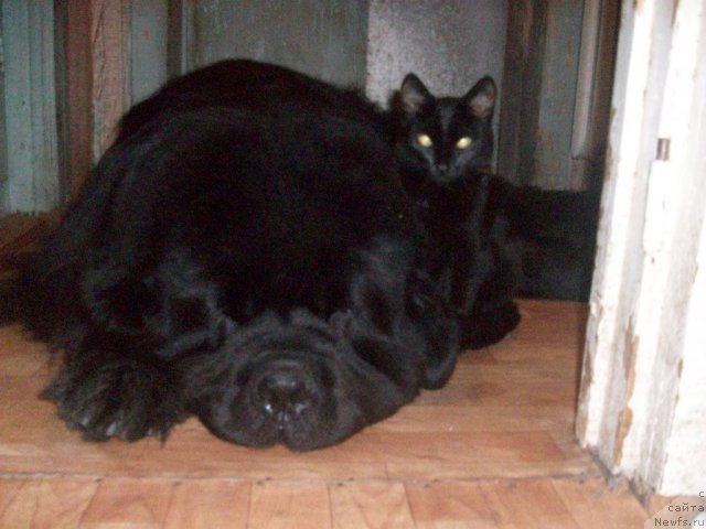 Фото: ньюфаундленд Карат из Медвежьего Яра (Karat iz Medvejyego Yara)