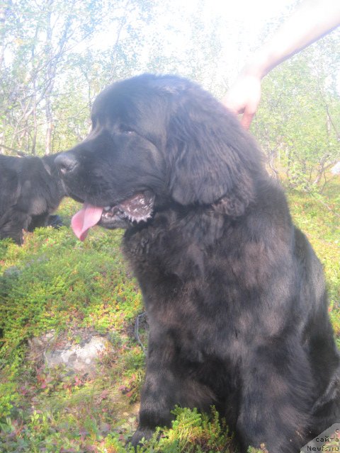 Фото: ньюфаундленд Уютная Долина Бест оф зе Бест