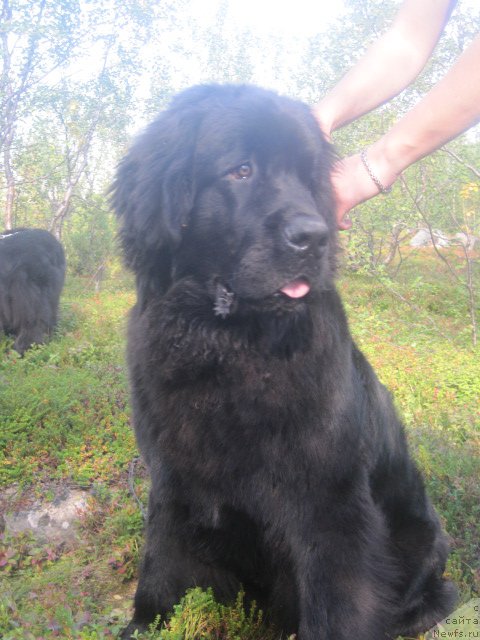 Фото: ньюфаундленд Уютная Долина Бест оф зе Бест