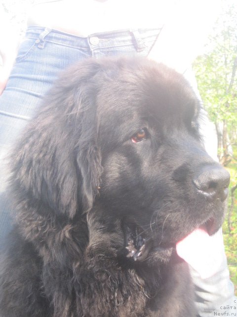 Фото: ньюфаундленд Уютная Долина Бест оф зе Бест