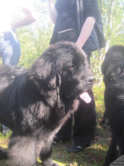 Фото: ньюфаундленд Уютная Долина Бест оф зе Бест