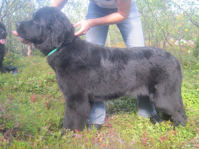 Фото: ньюфаундленд Уютная Долина Блэк Даймонд Велинда (Uyutnaya Dolina Black Diamond Velinda)