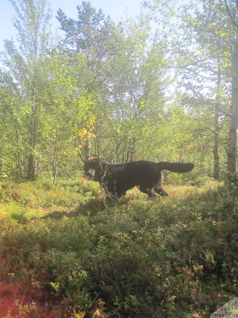 Фото: ньюфаундленд Уютная Долина Блэк Даймонд Велинда (Uyutnaya Dolina Black Diamond Velinda)