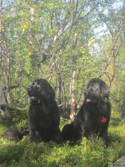 Фото: ньюфаундленд Уютная Долина Астерии Свет (Uyutnaya Dolina Asterii Svet), ньюфаундленд Ай Лав Рич (Ai Love Rich)