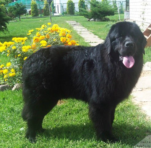 Фото: ньюфаундленд Цыганский Каприз