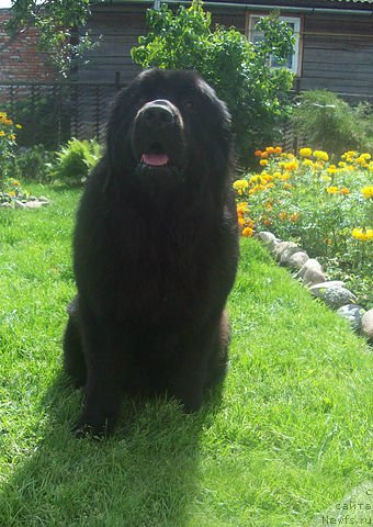 Фото: ньюфаундленд Цыганский Каприз