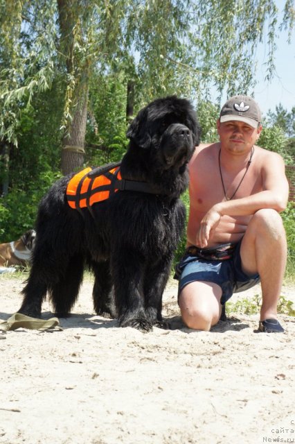 Фото: ньюфаундленд Золотой Талисман Кара Дениз (Zolotoy Talisman Kara Deniz), Андрей Мартынов