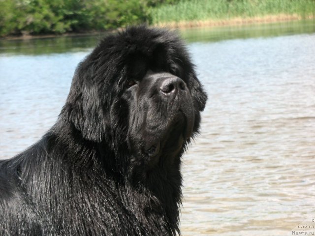Фото: ньюфаундленд Золотой Талисман Кара Дениз (Zolotoy Talisman Kara Deniz)