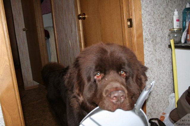 Фото: ньюфаундленд Фанньюф Ура Я с Вами