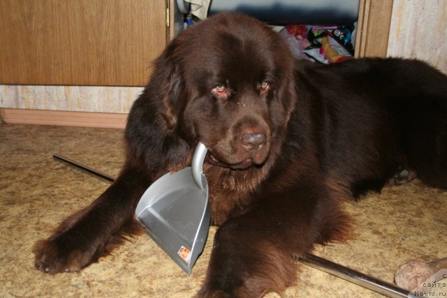 Фото: ньюфаундленд Фанньюф Ура Я с Вами