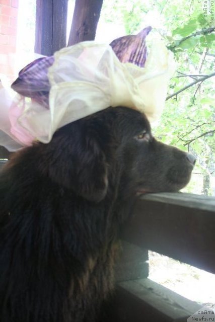 Фотография № 75445