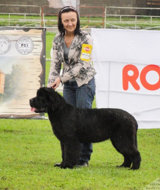 Фото: ньюфаундленд Бегущая по Волнам Дансинг Квин (Beguschaya po Volnam Dancing Queen)