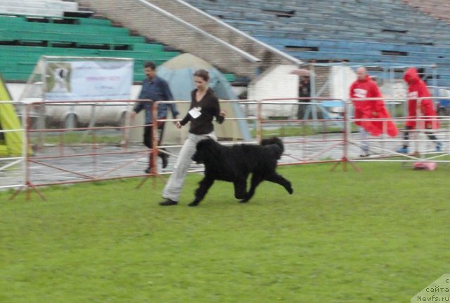 Фото: ньюфаундленд Смигар Галакси Шелл Вин (Smigar Galaxsy Shall Win), Юлия Наумова