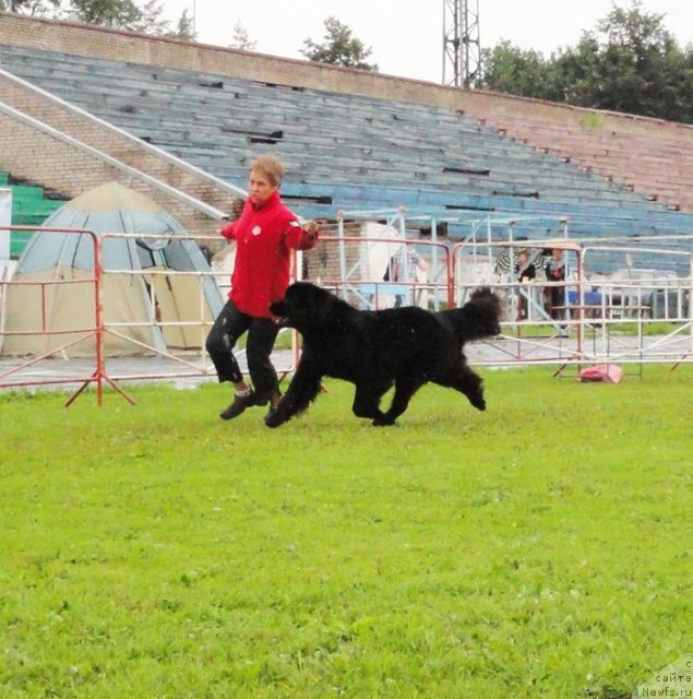 Фото: ньюфаундленд Fairweathers Rare and Precious, Татьяна Яковлева