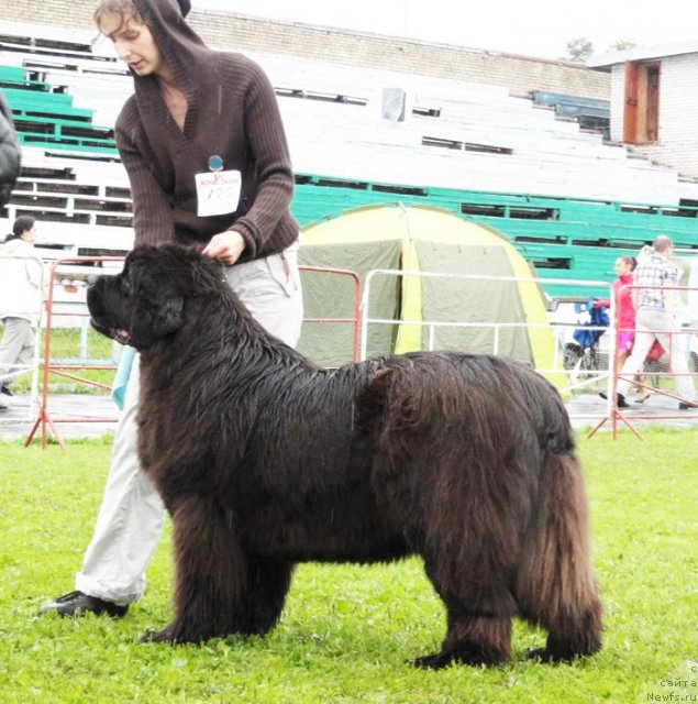 Фото: ньюфаундленд Смигар Нимфея Неотразимая (Smigar Nimfeya Neotrazimaya), Юлия Наумова