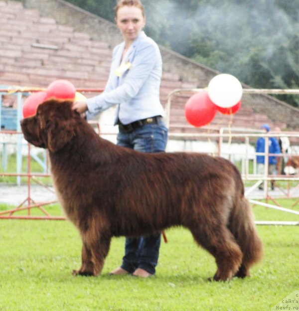 Фото: ньюфаундленд Take it Slowly Quero