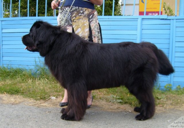 Фото: ньюфаундленд Красивая Затея