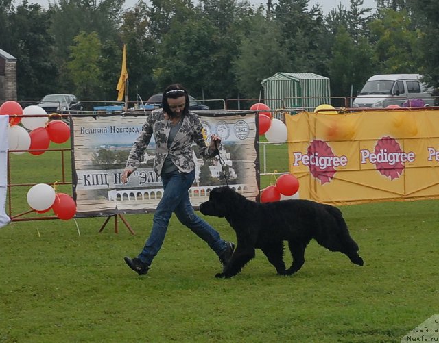 Фото: ньюфаундленд Бегущая по Волнам Дансинг Квин (Beguschaya po Volnam Dancing Queen)