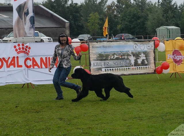 Фото: ньюфаундленд Бегущая по Волнам Дансинг Квин (Beguschaya po Volnam Dancing Queen)