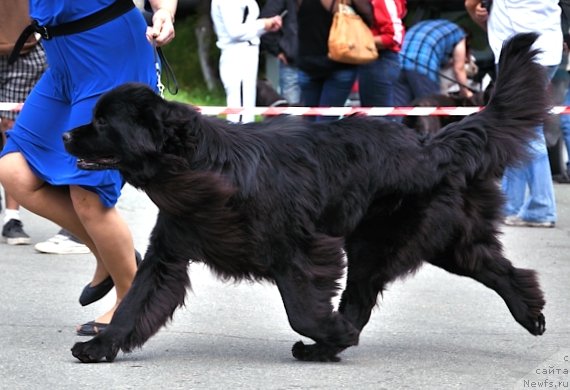 Фото: ньюфаундленд Сент Джонс Тендер Кисс оф Элли (Sent Djons Tender Kiss of Elly)