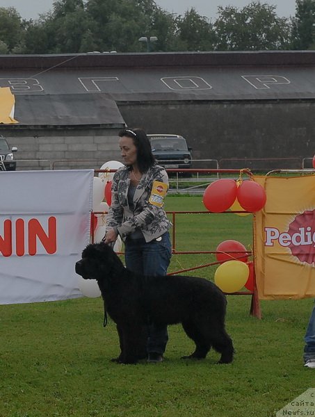 Фото: ньюфаундленд Бегущая по Волнам Дансинг Квин (Beguschaya po Volnam Dancing Queen)