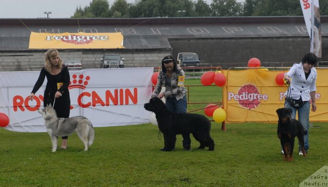 Фото: ньюфаундленд Бегущая по Волнам Дансинг Квин (Beguschaya po Volnam Dancing Queen)