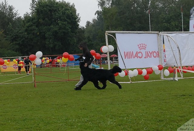 Фото: ньюфаундленд Смигар Галакси Шелл Вин (Smigar Galaxsy Shall Win)
