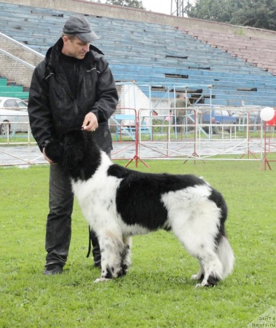Фото: ньюфаундленд Rosa Mollis Baby Scratch My Back