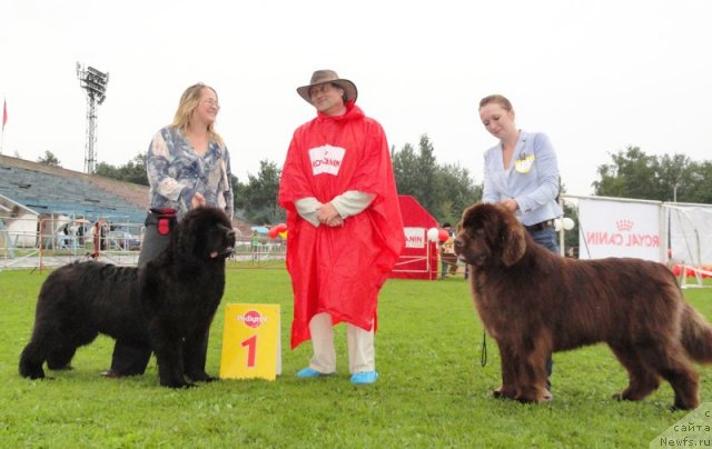 Фото: ньюфаундленд Сент Джонс Романсе оф Лав (Sent Djons Romance of Love), Юлия Ястребова, ньюфаундленд Take it Slowly Quero