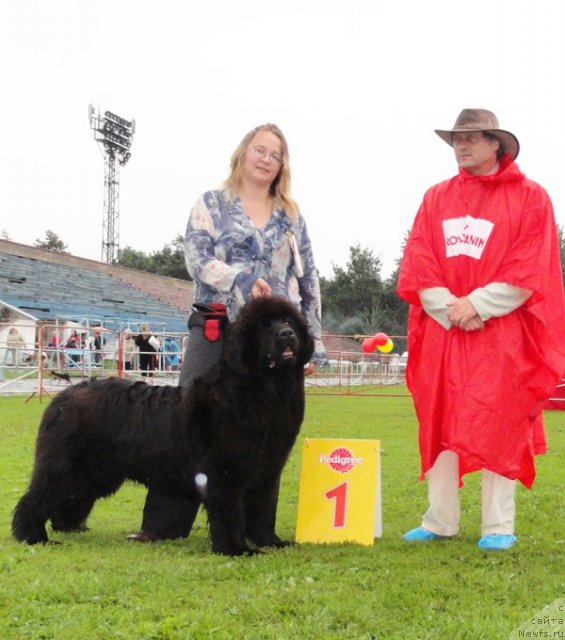 Фото: ньюфаундленд Сент Джонс Романсе оф Лав (Sent Djons Romance of Love)