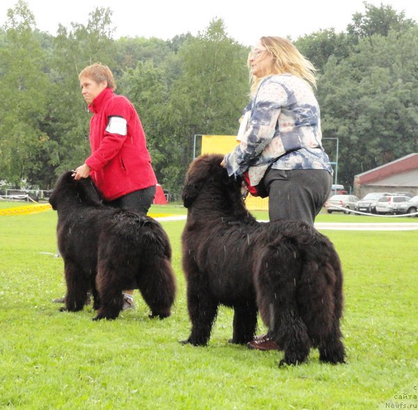 Фото: ньюфаундленд Fairweathers Rare and Precious, Татьяна Яковлева, ньюфаундленд Сент Джонс Романсе оф Лав (Sent Djons Romance of Love), Юлия Ястребова