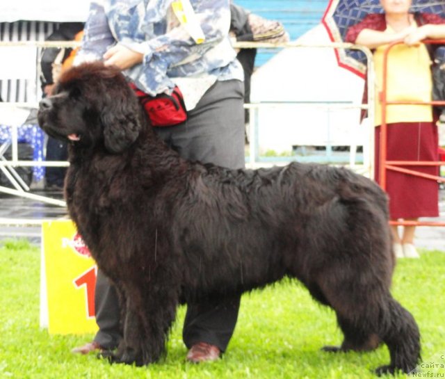 Фото: ньюфаундленд Сент Джонс Романсе оф Лав (Sent Djons Romance of Love)