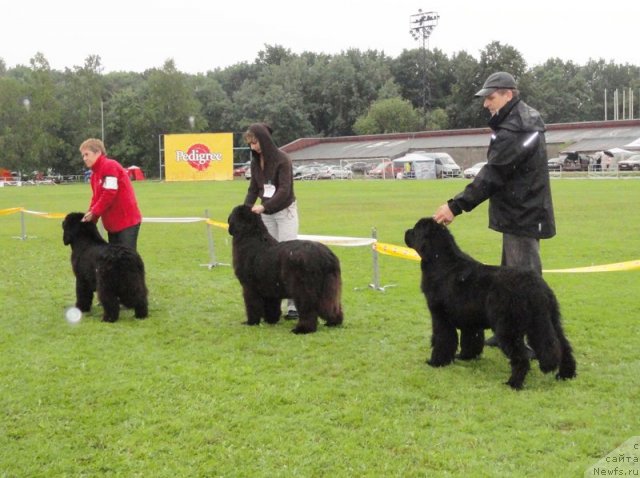 Фото: ньюфаундленд Fairweathers Rare and Precious, ньюфаундленд Смигар Нимфея Неотразимая (Smigar Nimfeya Neotrazimaya), ньюфаундленд Плюшевая Панда Роскошная Леди Диана (Plushevaya Panda Roskoshnaya Lady Diana)