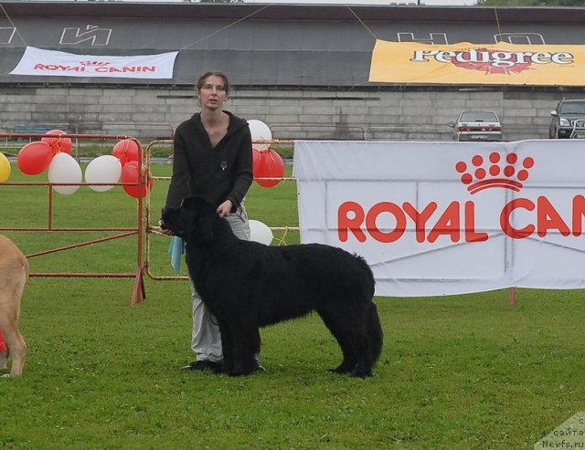 Фото: ньюфаундленд Смигар Галакси Шелл Вин (Smigar Galaxsy Shall Win)