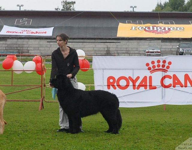 Фото: ньюфаундленд Смигар Галакси Шелл Вин (Smigar Galaxsy Shall Win)