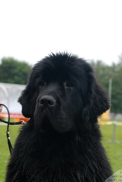 Фото: ньюфаундленд Смигар Галакси Шелл Вин (Smigar Galaxsy Shall Win)