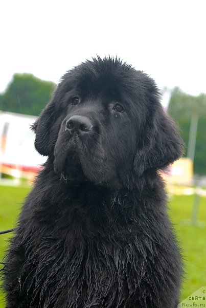 Фото: ньюфаундленд Смигар Галакси Шелл Вин (Smigar Galaxsy Shall Win)