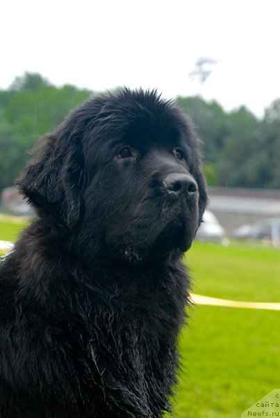 Фото: ньюфаундленд Смигар Галакси Шелл Вин (Smigar Galaxsy Shall Win)