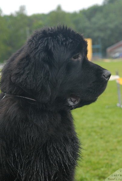 Фото: ньюфаундленд Смигар Галакси Шелл Вин (Smigar Galaxsy Shall Win)